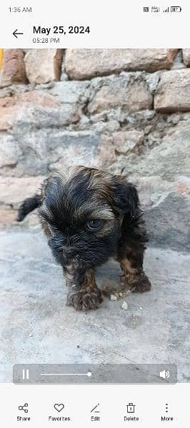 SHIHTZU PUPPIES 1