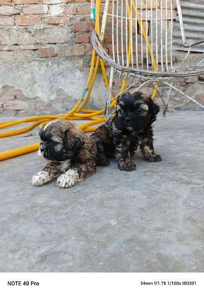 SHIHTZU PUPPIES 4