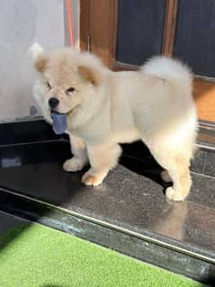 TOP LINE LION HEAD CHOW CHOW PUPPY AVAILABLE FOR SALE