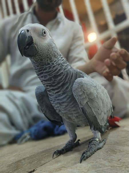 African grey parrot 0