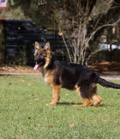 CHAMPION LINE BLACK AND TAN GERMAN SHEHPERD PUPPY FOR SALE 0