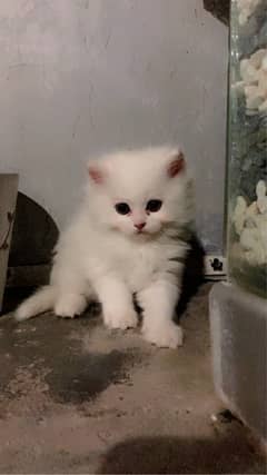 white female cat