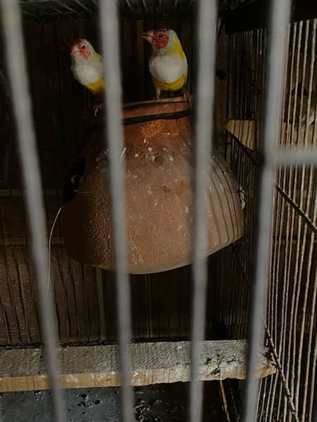 lady Gouldian lutino male reh head 2