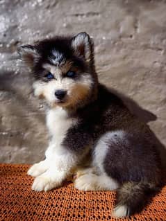EXTREME WOOLY HAIRS SIBIREAN HUSKY PUPPY AVAILABLE FOR SALE 0