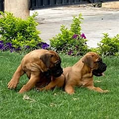 Bullmastiff puppies
