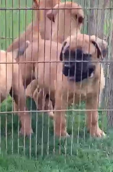 Bullmastiff puppies 1