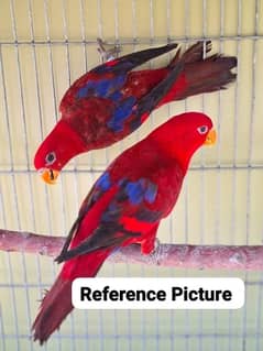 Red Mollucan Lory or Blue Monk Pairs 0