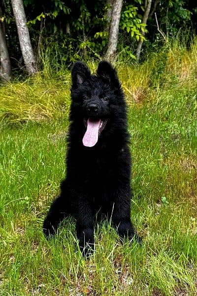 SUPER QUALITY BLACK GERMAN SHEHPERD PUPPY FOR SALE 0