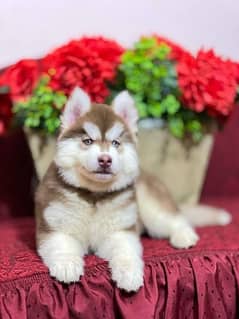 WOOLY HAIRS SIBIREAN HUSKY PUPPY FOR SALE 0