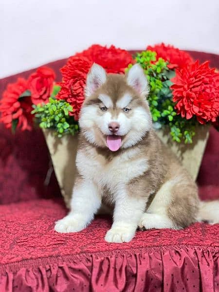 WOOLY HAIRS SIBIREAN HUSKY PUPPY FOR SALE 1