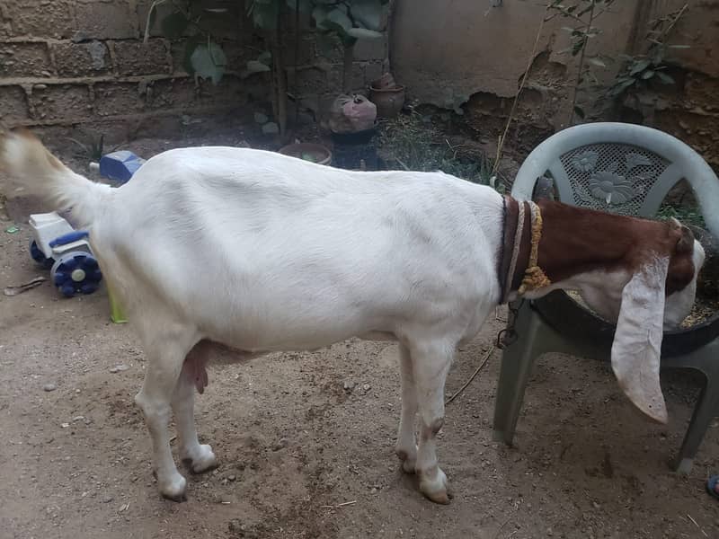 Gulabi bakri 2