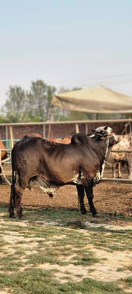 Arham cattle farms 1