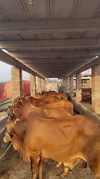 Arham cattle farms 9