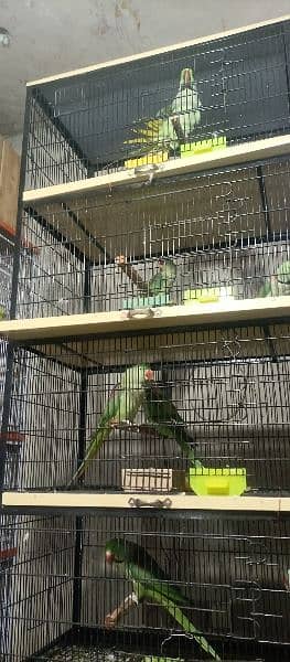 different cage for sale 15
