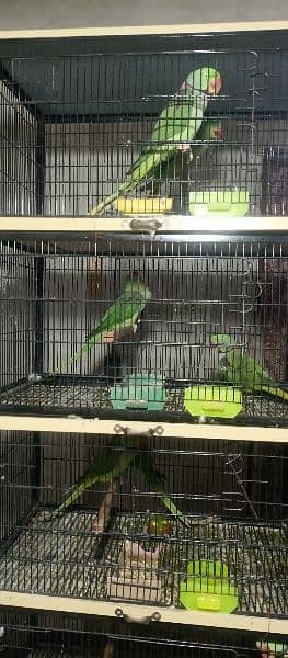 different cage for sale 17