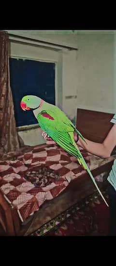green parrot raw big hight