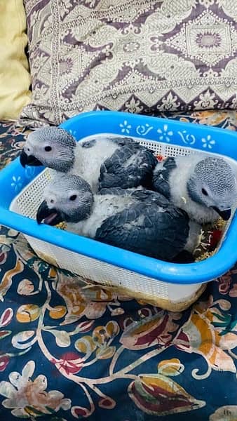 different parrot chicks  read add 3