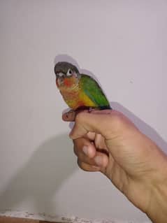 yellow sided conure