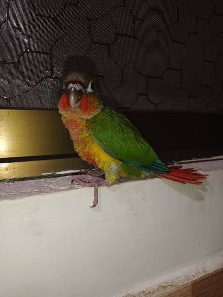 yellow sided conure 1