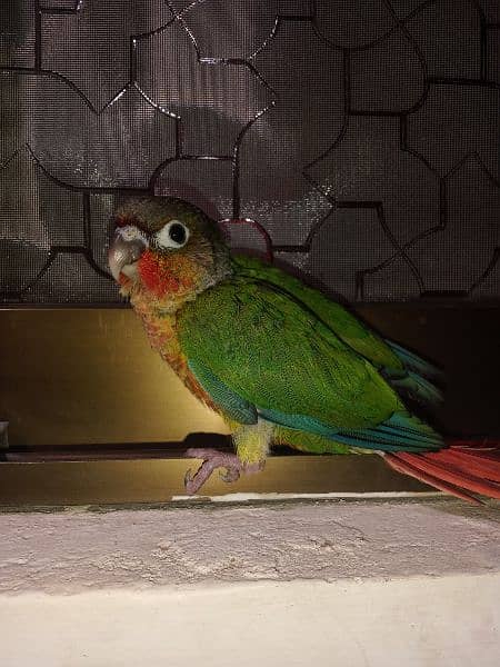 yellow sided conure 2