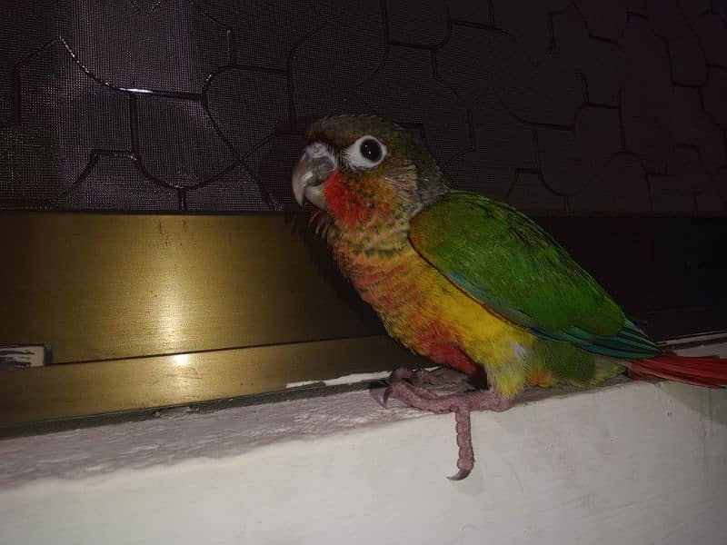 yellow sided conure 3