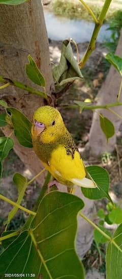Budgie parrot Australian parrots 0