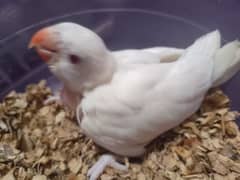 White Ringneck And Blue Turquoise Conure Chicks 0