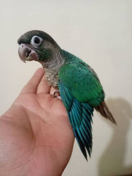 White Ringneck And Blue Turquoise Conure Chicks 3
