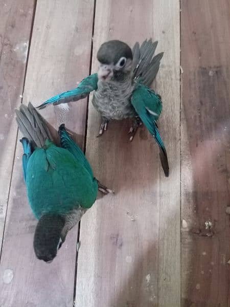 White Ringneck And Blue Turquoise Conure Chicks 4