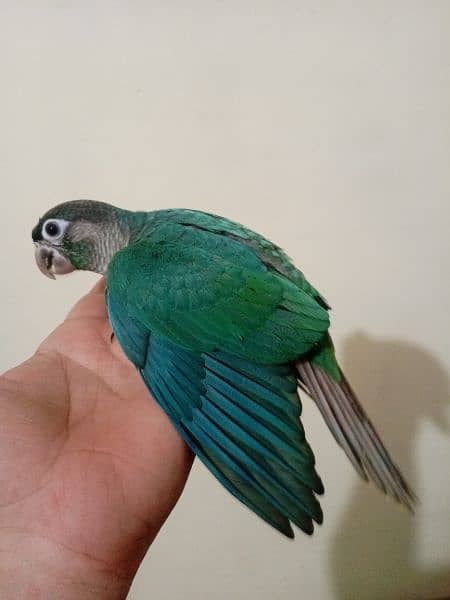 White Ringneck And Blue Turquoise Conure Chicks 5