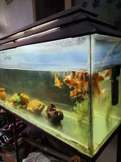 4 ft Aquarium with strong iron stand in cheap price