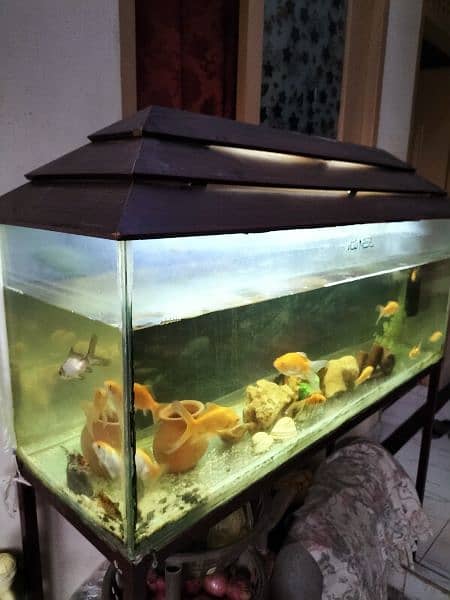 4 ft Aquarium with strong iron stand in cheap price 1