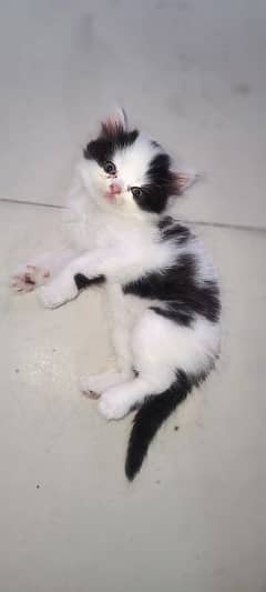 persian cat/kitten 0