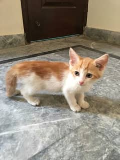 Kitten is available