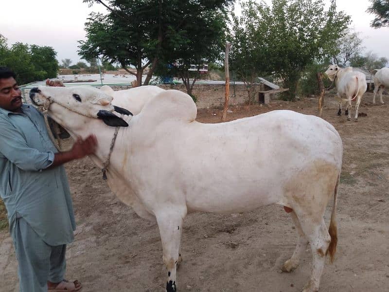 2 dant Qurbani  k liye MashAllah 2