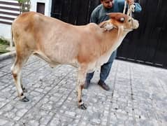 Qurabi cow
