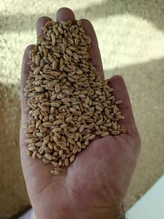 Gandum(Wheat) 0