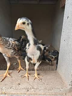 German black or coco king pure blood line chicks available