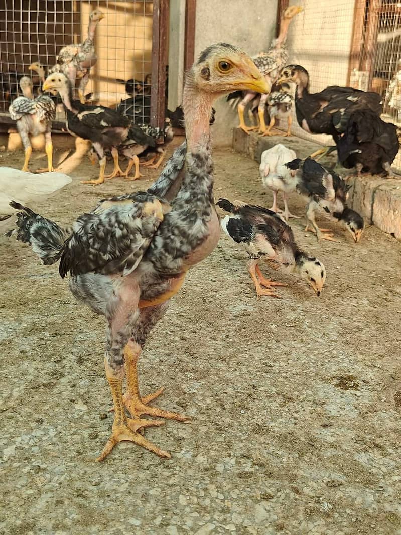 German black or coco king pure blood line chicks available 6
