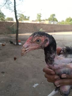 Aseel quality patha | Aseel chicks | Aseel murga