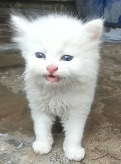 Persian kitten age 50 days blue eyes