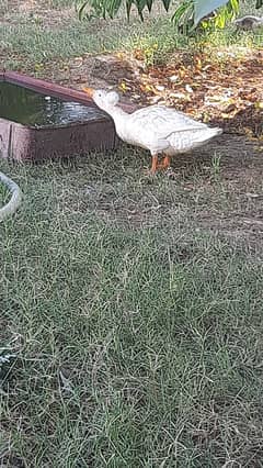 Breeding Crested Duck for sale