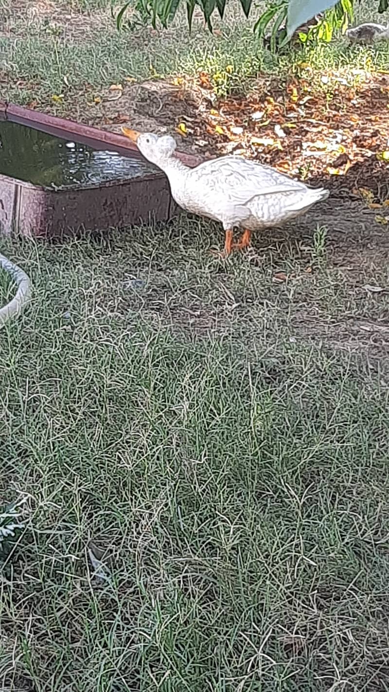 Breeding Crested Duck for sale 0
