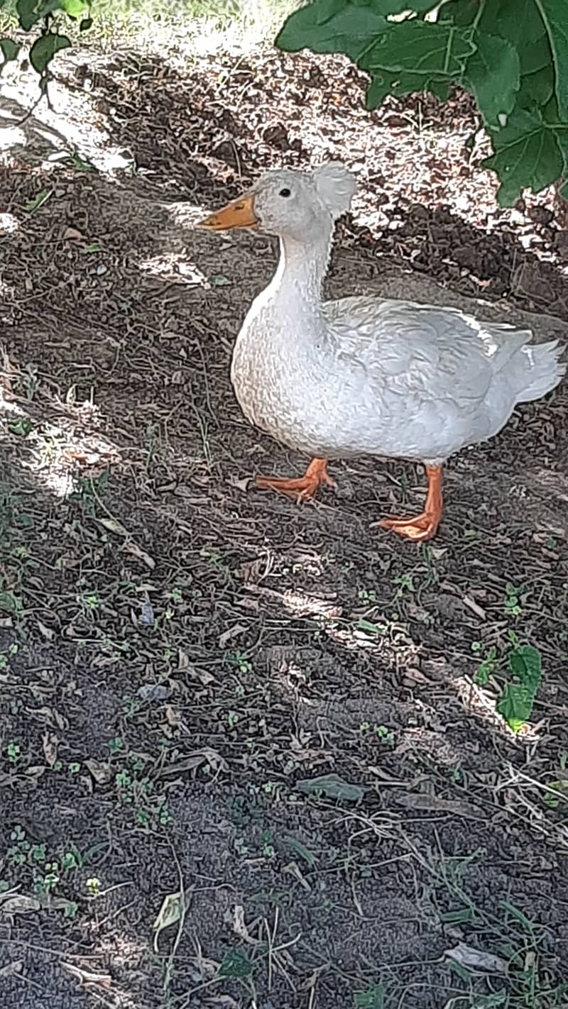 Breeding Crested Duck for sale 2