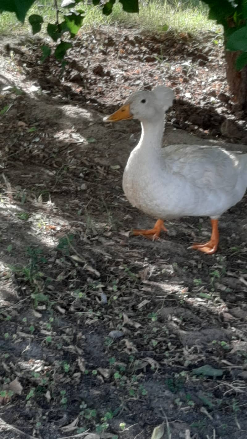 Breeding Crested Duck for sale 3