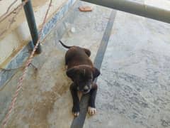 puppy for sale . . . today offer
