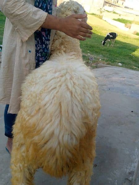 dumba for sale 03275528704 kheera 2