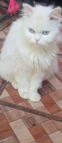 white Persian female cat with blue eyes litter trained