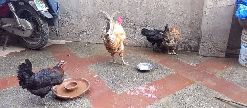 one murga and three hens for sale 1