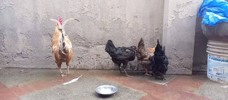 one murga and three hens for sale 4